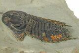 Black/Orange, Bondonella Sdzuyi Trilobite - Taroudant, Morocco #280924-2